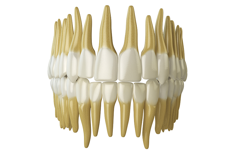 human-teeth-isolated-on-white-PVDT7HT human-teeth-isolated-on-white-PVDT7HT